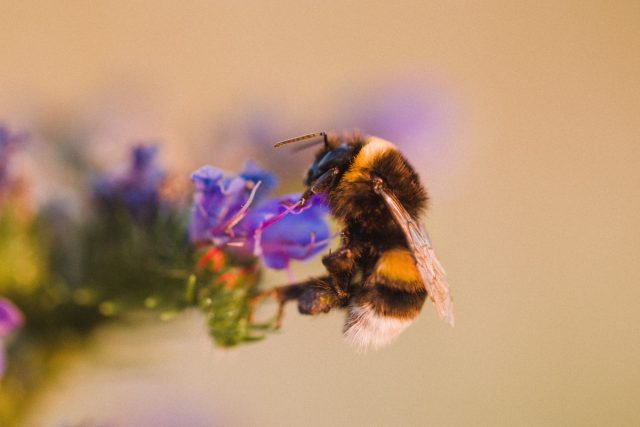 19 насекомых для защиты и здоровья сада — как их привлечь? дача,животные,насекомые,сад и огород