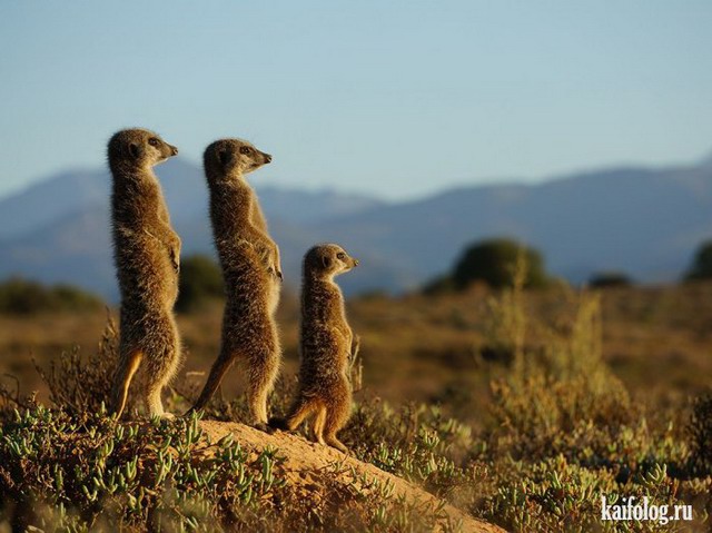 Лучшие фото National Geographic 2015 (75 фото)