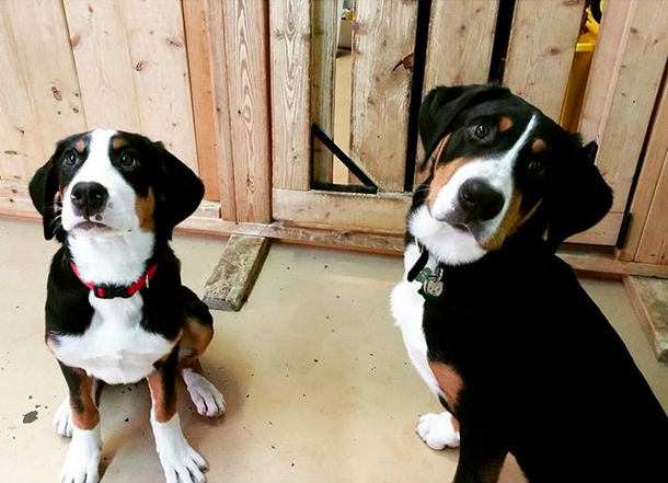 милые маленькие щенки 