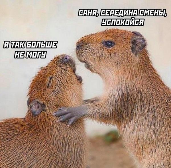 Свежая подборка веселых картинок с надписями 