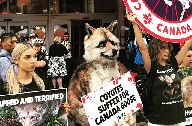 Акция протеста канадского общества защиты животных Peta на Международном кинофестивале в Торонто