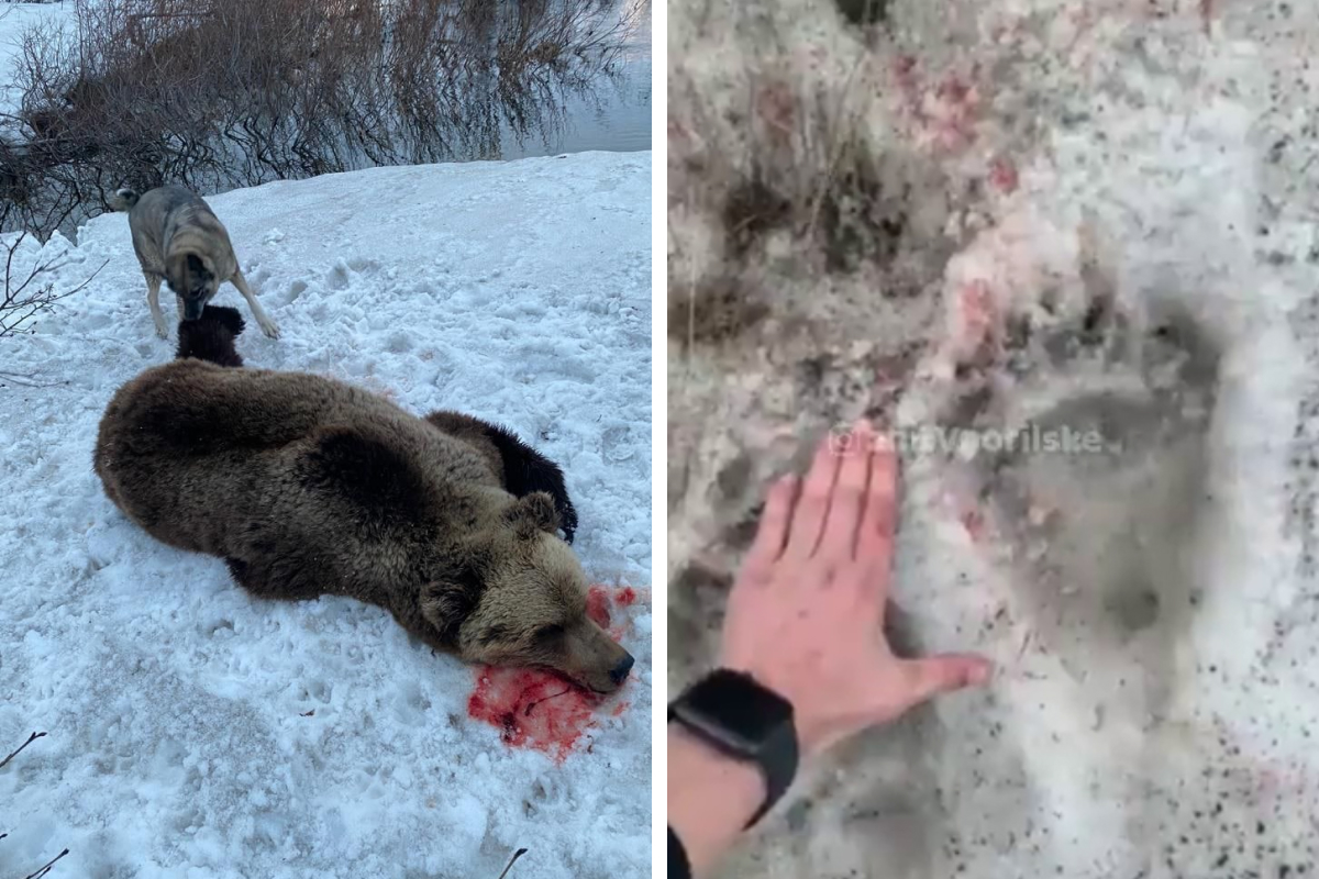 В Норильске застрелили рывшегося в мусорном баке медведя