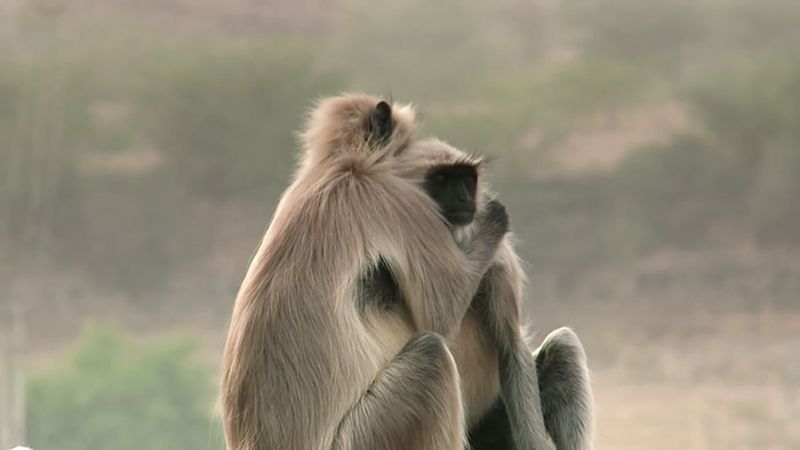 История о том, как обезьяны приняли в семью робота История о том, как обезьяны приняли в семью робота отдых