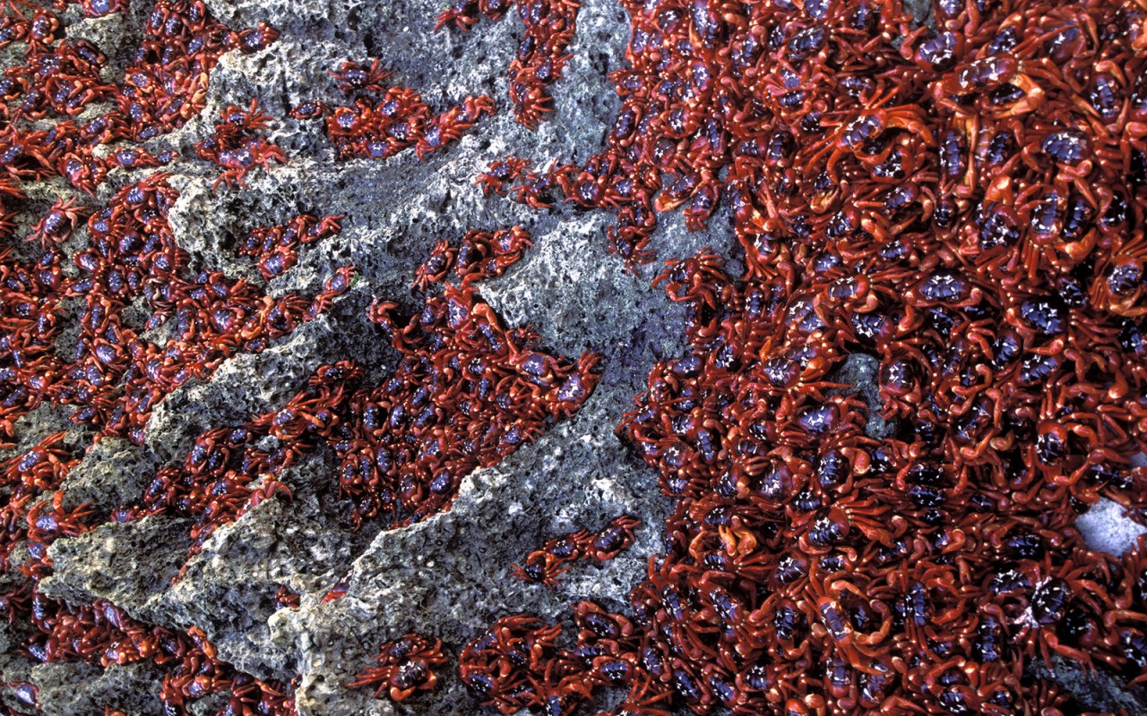 Christmas Island red crabs.