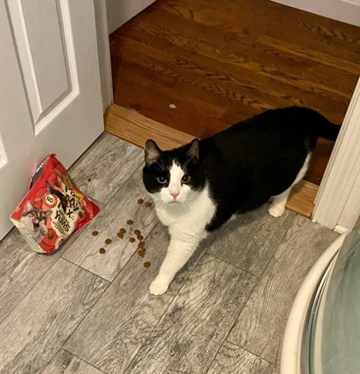 20 котиков, которые могли бы вести себя по-нормальному, но зачем, если их и так любят? 20 котиков, которые могли бы вести себя по-нормальному, но зачем, если их и так любят?