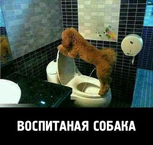 Туалетные приколы! Туалетные приколы!