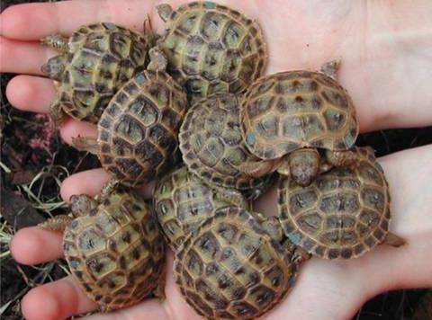 Как определить возраст сухопутной черепахи? Два простых способа