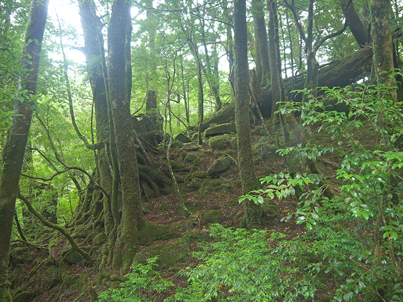 Япония, Якусима, остров, якушима, yakushima, лес, yakusugi land, кедр, мох, камни, поход, зеленый, дерево,