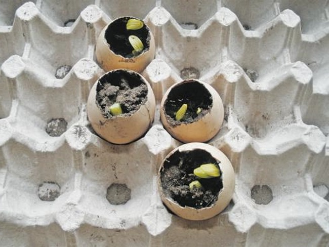 рассада в скорлупе, посадка семян в скорлупу яиц, выращивание расады в яичной скорлупе