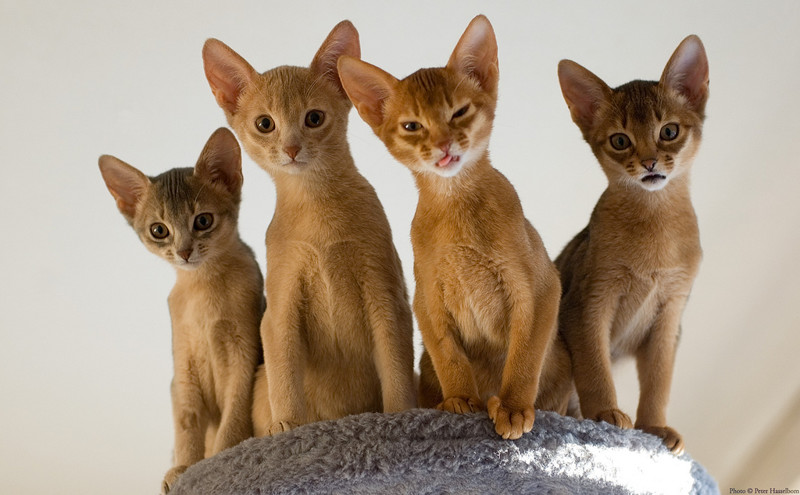 АБИССИНСКАЯ животные, коты, породы кошек с фотографиями