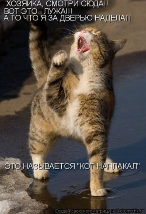 Устал, как собака? Отдохни, как кошка! Устал, как собака? Отдохни, как кошка!