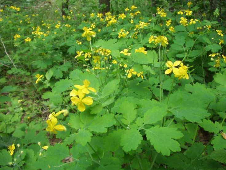 Избавляемся от бородавок и мозолей без проблем и без боли!