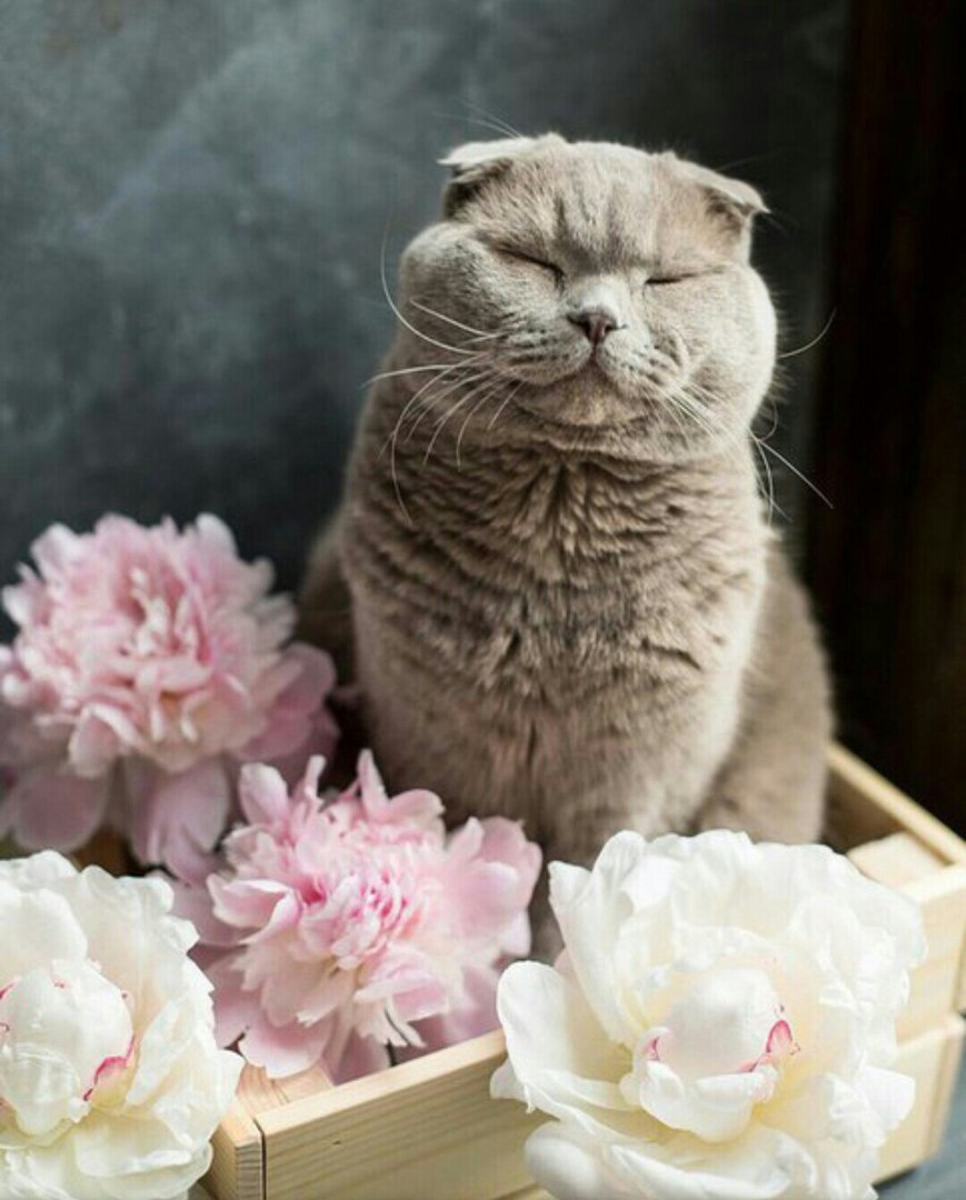 Подборка веселых картинок и ярких фотографий с надписями 