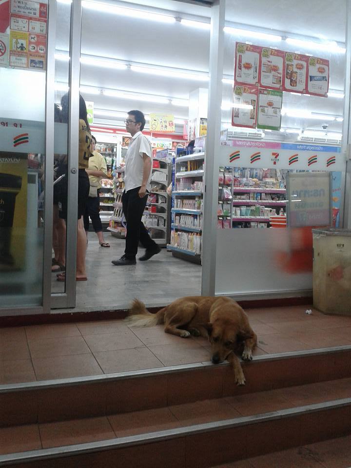 В Таиланде не закрывают двери магазинов, чтобы в жарищу как-то помочь песикам и котикам супер