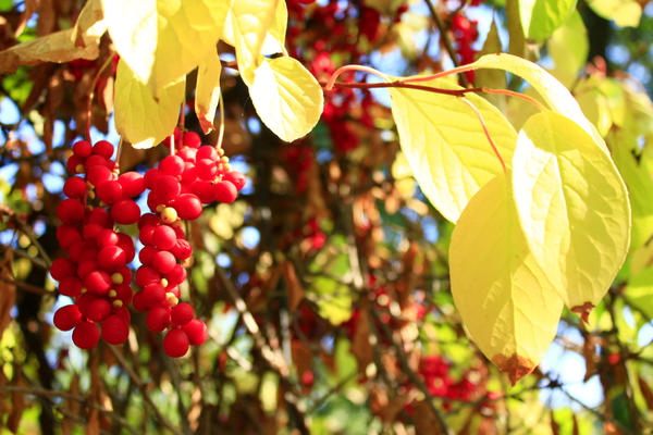 Лимонник китайский (Schisandra chinensis)