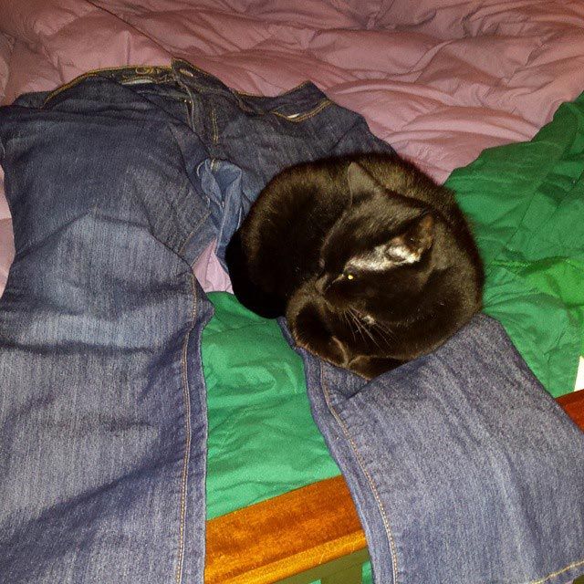кошки спят, кошки спят в необычных местах