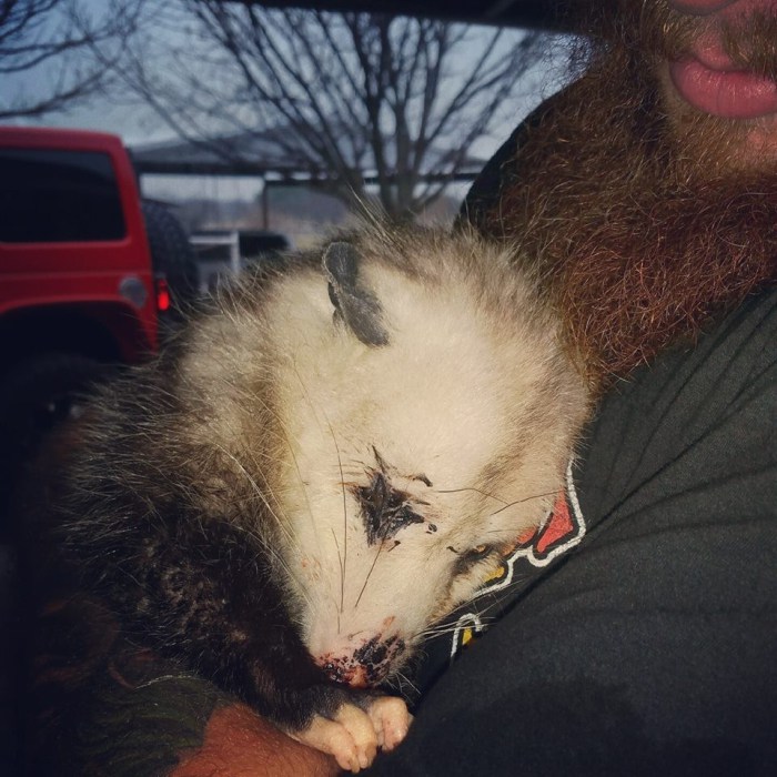 беременный опоссум льнет к людям которые спасли ее детенышей