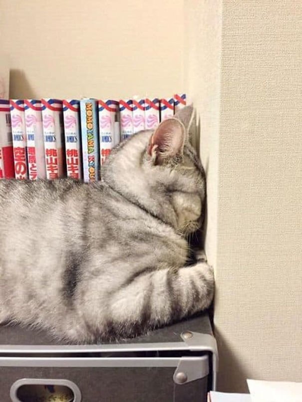 Кошки могут заснуть в любом месте и в любой позе завидую 