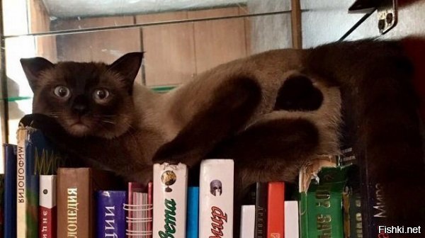Без кота и жизнь не та Без кота и жизнь не та спасет, животное, спасёт, припёрсси , такую, свободу , хочет , режут, рядом, Потому, слезами , Горькими, плачет , Котэматрёшка Кот, лапки , пострадало , взгляда , планету , последний, Любовь