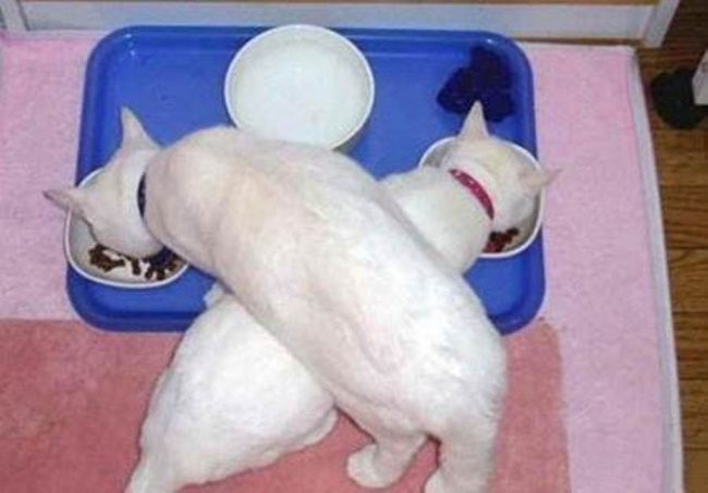 Животные, которые доказывают, что в семье вы можете быть собой