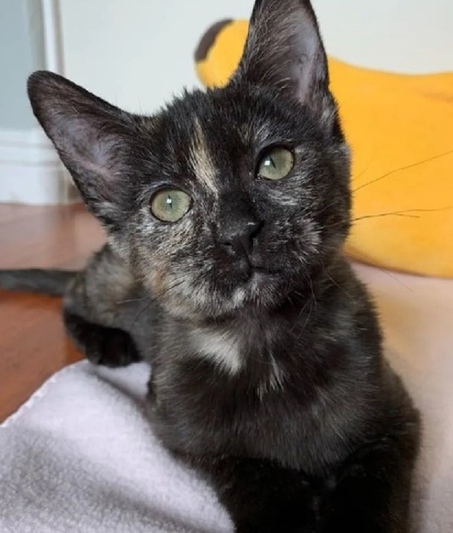 Черная кошка