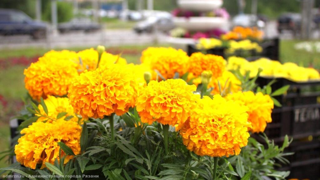 Бегония, бархатцы, петуния: продолжается высадка цветов в  клумбы Рязани