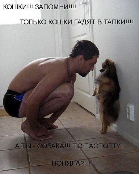 ЖИЗНЬ ЖИВОТНЫХ  Сначала, милота, настроения             , жизненные, ситуации                                                               