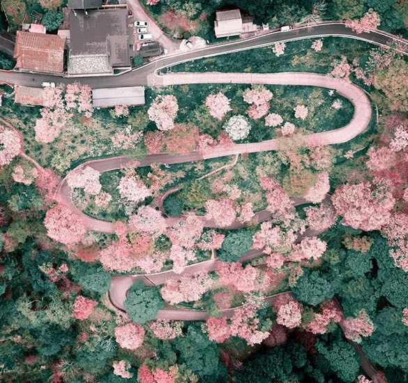 Фотограф заснял, как в Токио ″внезапно″ зацвела сакура. И это что-то! Фотограф заснял, как в Токио ″внезапно″ зацвела сакура. И это что-то! страны,туризм