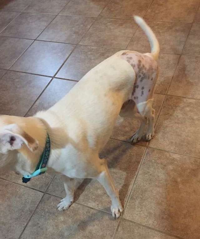 Девушка не смогла пройти мимо грустного больного пса. Зато сколько теперь счастья! истории из жизни