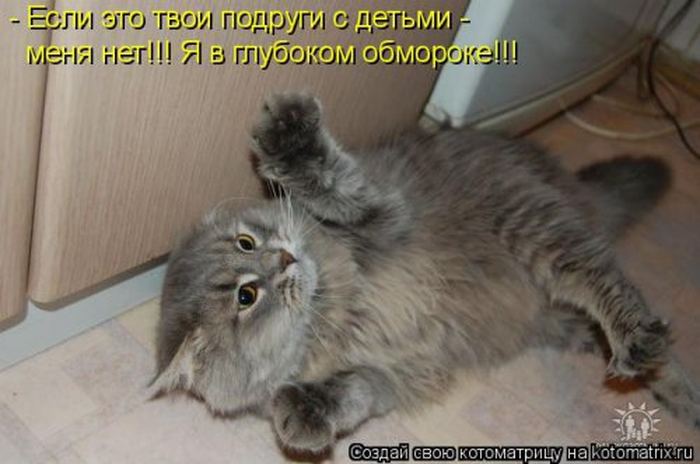 Устал, как собака? Отдохни, как кошка! Устал, как собака? Отдохни, как кошка!