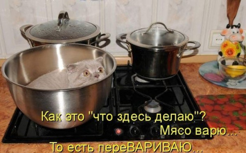 ЖИЗНЬ ЖИВОТНЫХ  Сначала, милота, настроения             , жизненные, ситуации                                                               