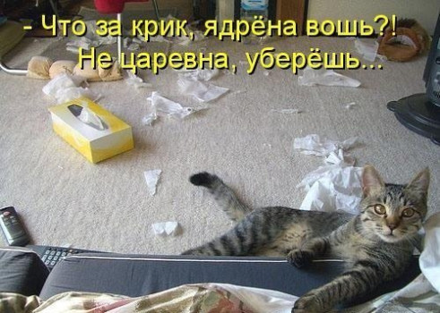 ЖИЗНЬ ЖИВОТНЫХ  Сначала, милота, настроения             , жизненные, ситуации                                                               
