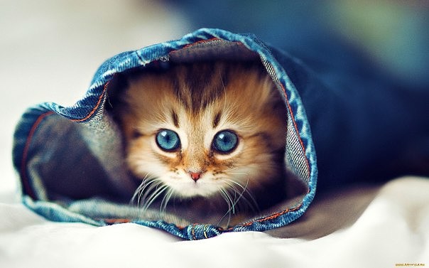 милых котиков фото онлайн милых котиков фото