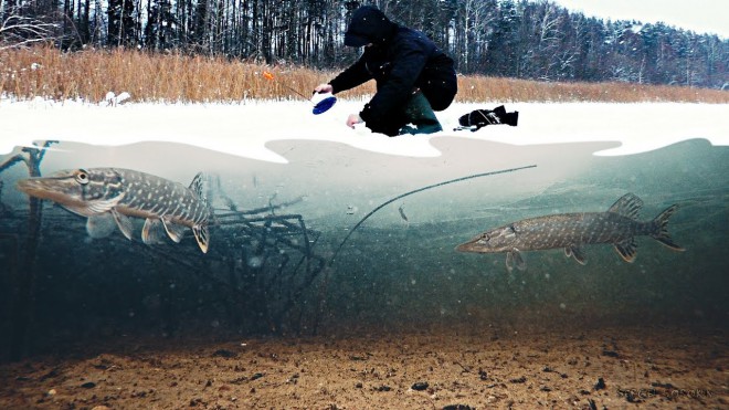 Охота щуки и однатры на плотву подо льдом: видео