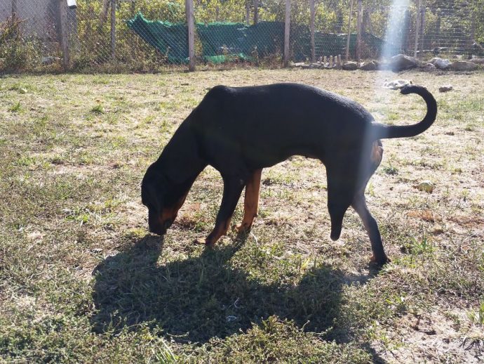 Helens-house-of-hope-A-new-life-for-the-abandoned-and-mistreated-dogs-of-Bulgaria-59db5907aec0d__880