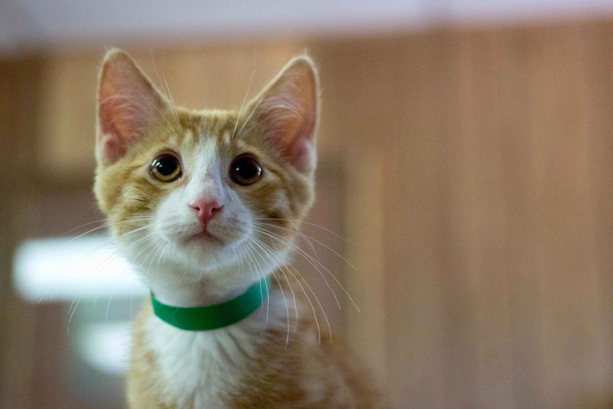 Самый большой приют для кошек и собак