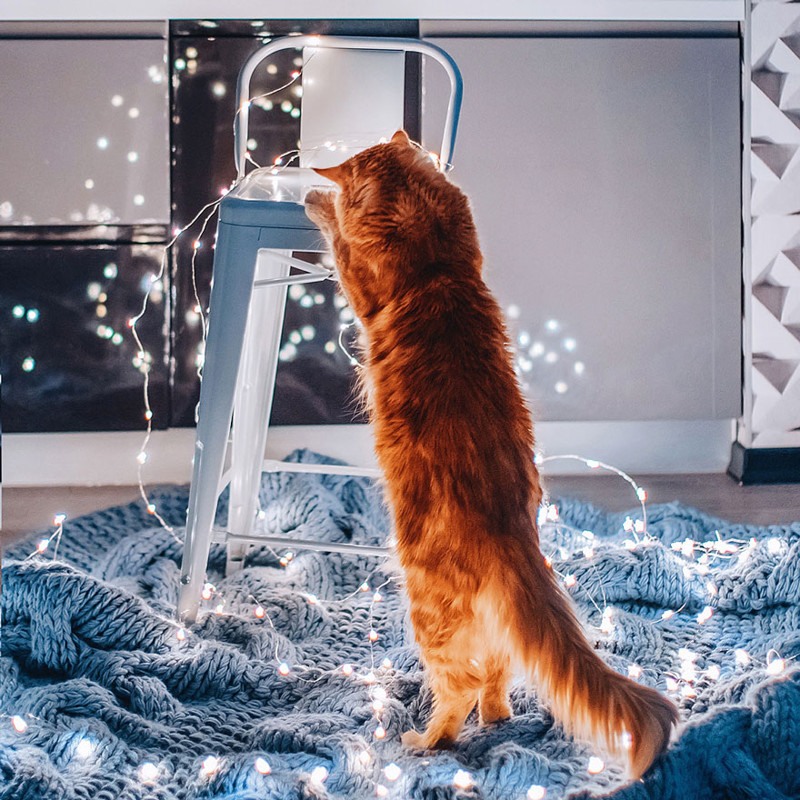 ginger-cat-photography-kotleta-cutlet-kristina-makeeva-hobopeeba-54