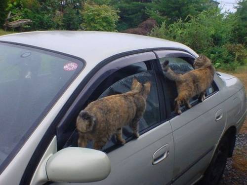 Самые прикольные анекдоты и истории с просторов Сети Самые прикольные анекдоты и истории с просторов Сети