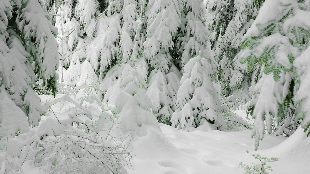 снег, елки, Зима