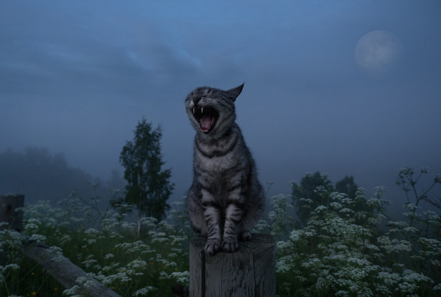 *** by Олег Алексин on 500px.com