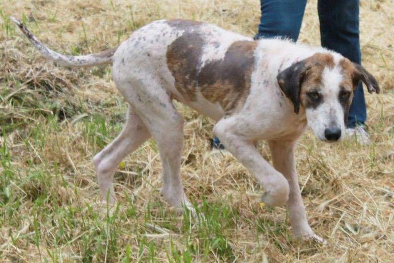  Вторая жизнь полуживой бродячей собаки по кличке Кхалиси животные, собака, спасение