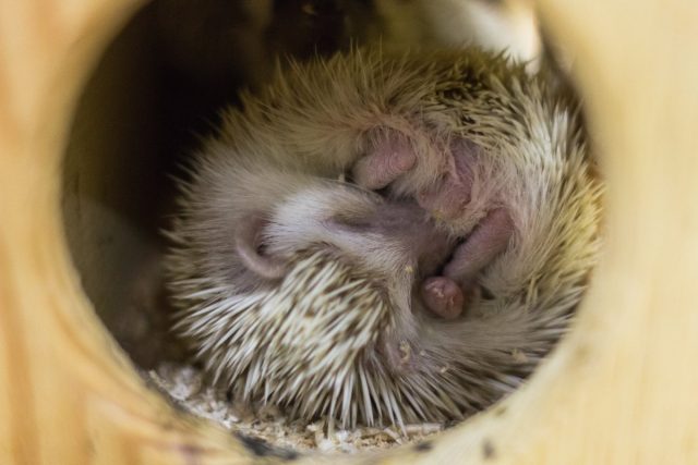 Карликовый ёжик — кому подойдёт колючий домашний питомец? Карликовый ёжик — кому подойдёт колючий домашний питомец? домашние животные,наши любимцы