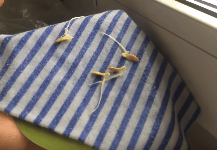 Экспресс-метод выращивания рассады огурцов: быстрее просто не бывает! огород,огурцы,рассада