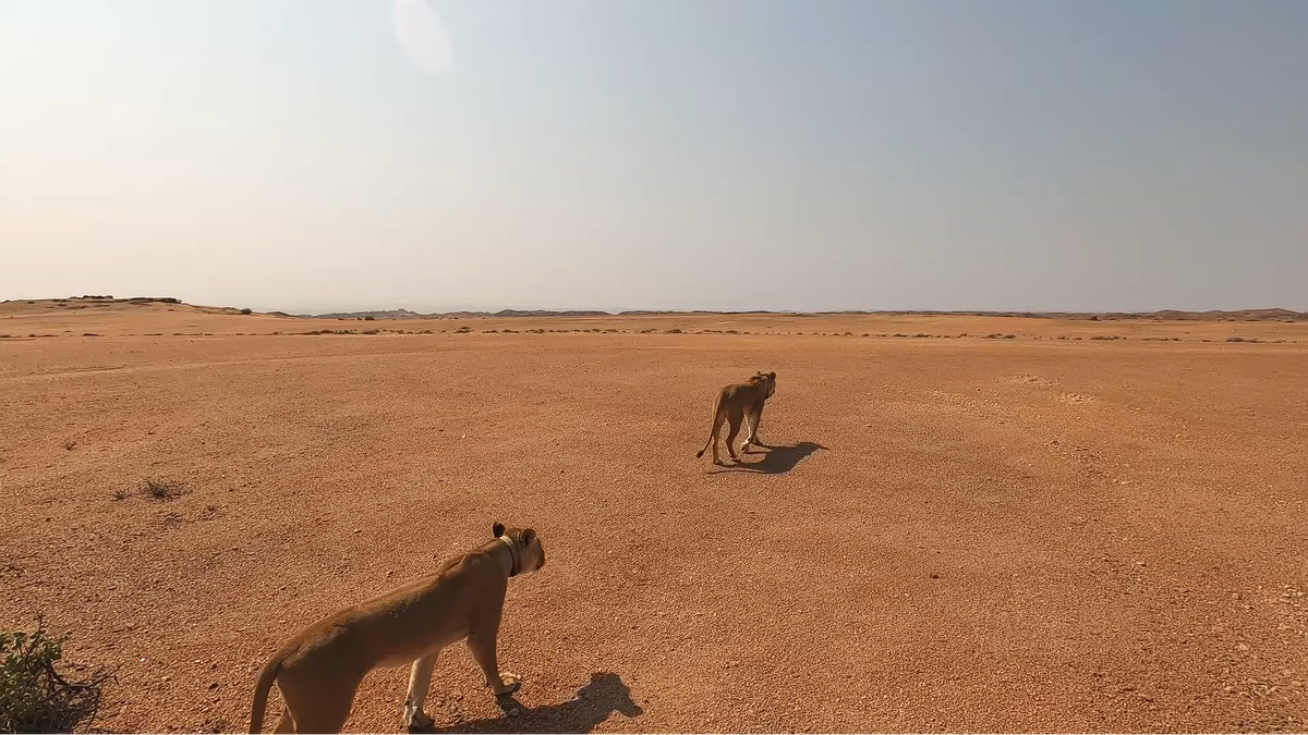 Таня, а зачем мы идём в пустыню, что мы там забыли?