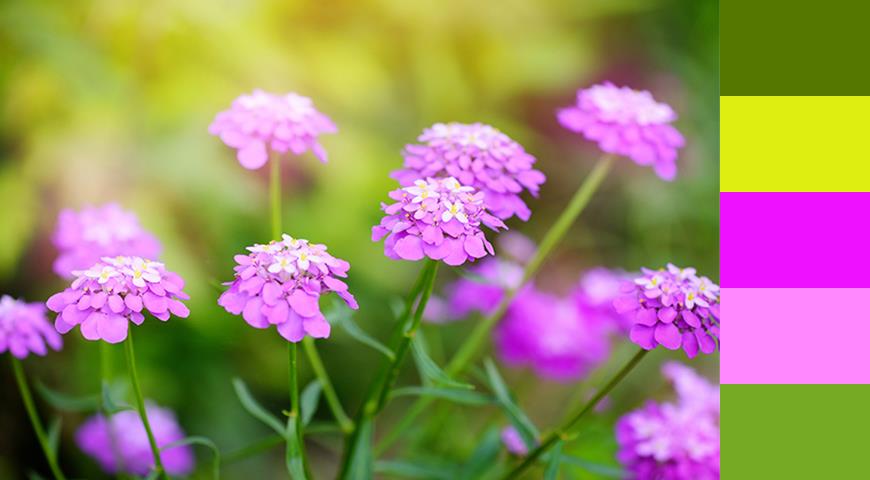 ТОП-20 лучших растений из семян для розового цветника дача,сад и огород,цветоводство