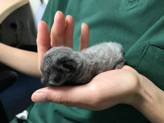 помощь котенку котенок в руках