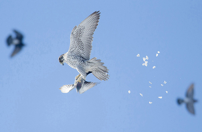 Птичий конкурс Audubon Photography Awards 2015