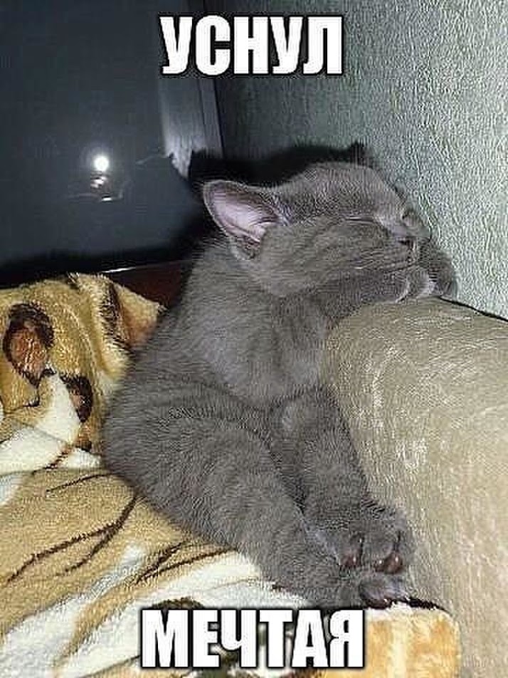Смешные и забавные кошки Смешные и забавные кошки