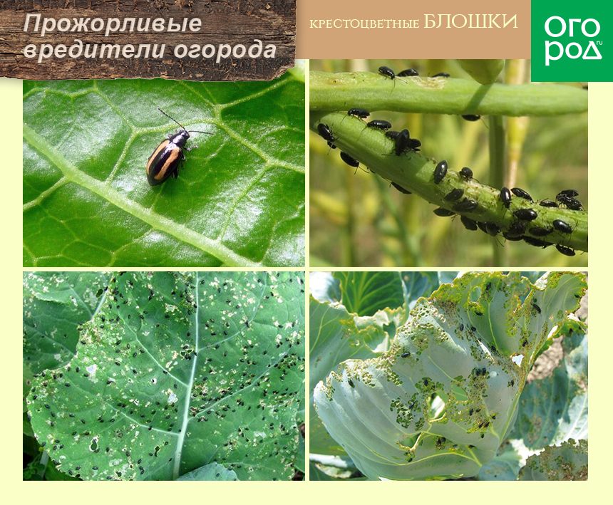 Крестоцветные блошки