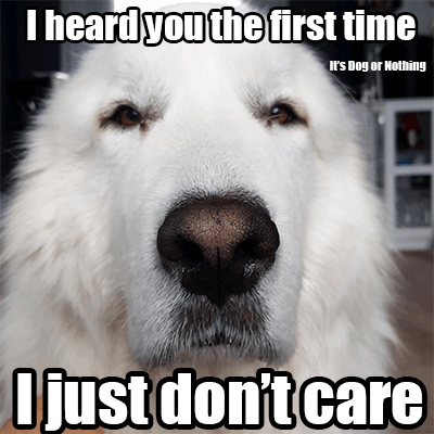 Great Pyrenees are beautiful, majestic dogs, but they're not for everyone. If you want a pyr, consider these six things first.